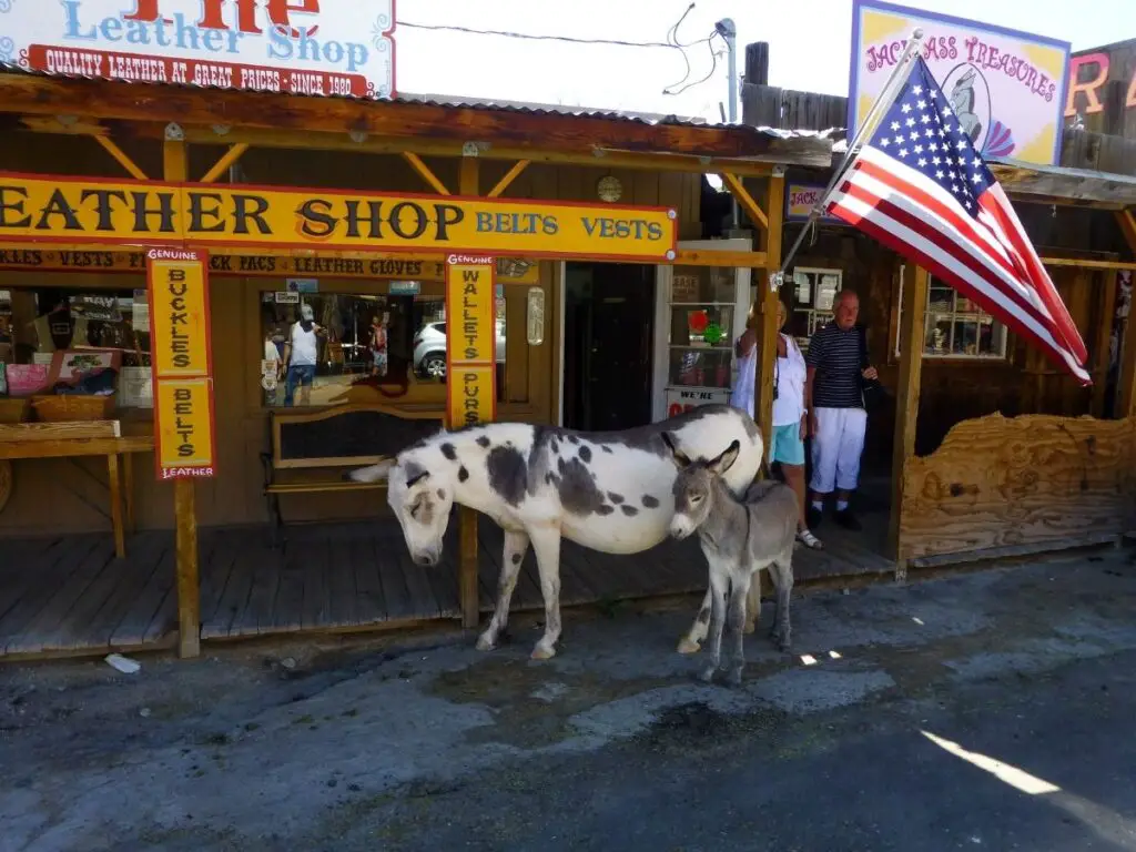 Burros roaming the streets of Oatman on Route 66