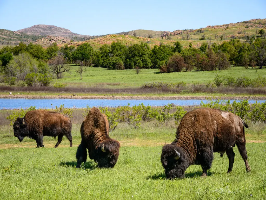 Bison at Wichita Mountain Wildlife Refuge park