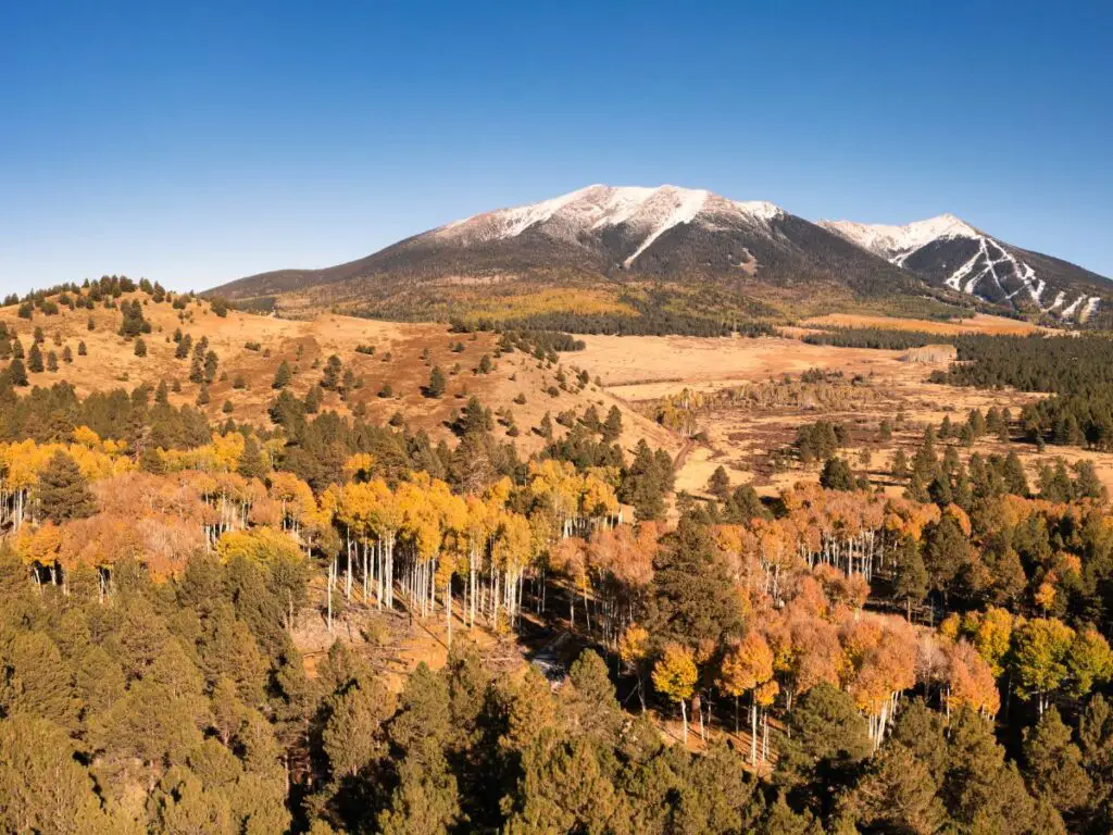 leaf peeping near Route 66 in Flagstaff